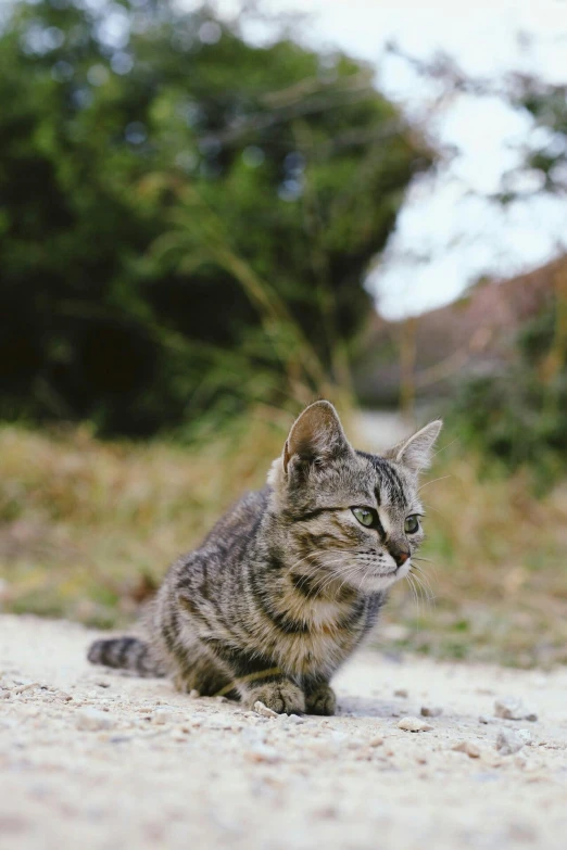 a cat sitting on the side of a road