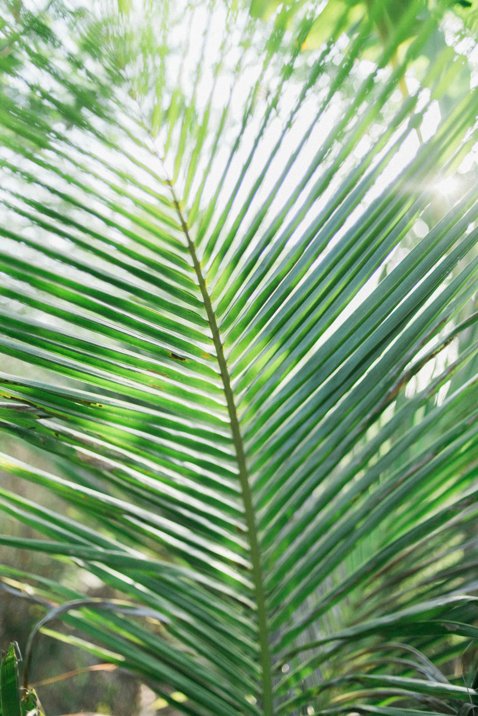 the sun shines through the leaves of a palm tree, by Sophie Pemberton, profile image, multiple stories, jamaica, protophyta