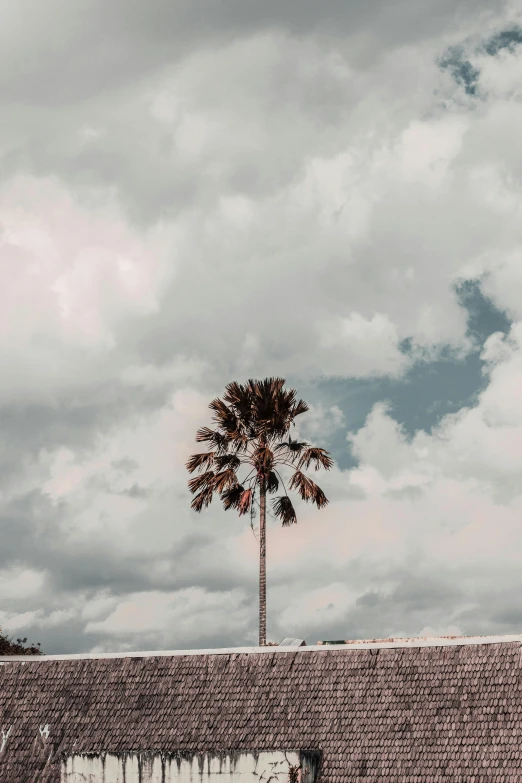 a palm tree sitting on top of a brick wall, unsplash contest winner, minimalism, tall fluffy clouds, on top of a hill, on a cloudy day, snapchat photo