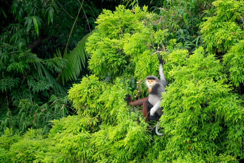 a monkey that is sitting in a tree, by Dietmar Damerau, unsplash, sumatraism, aerial, overgrown with vegetation, vietnam, waving