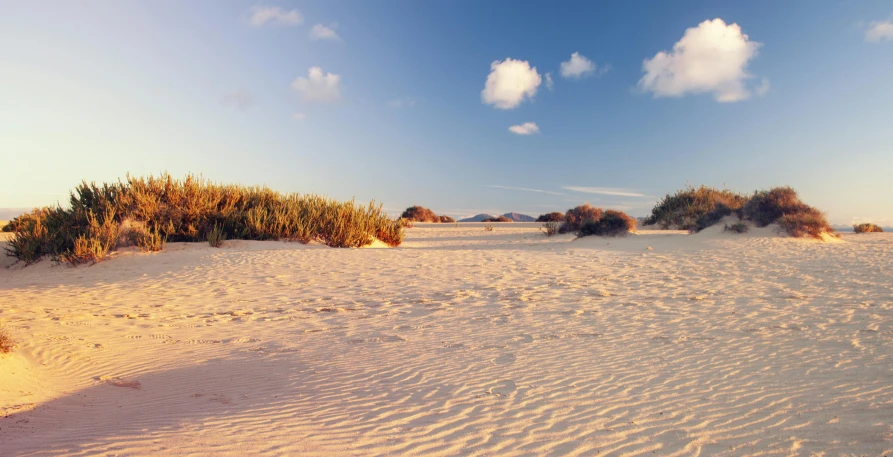 a sandy beach with bushes and sand dunes, pink golden hour, carribean white sand, covered in sand, blue sky