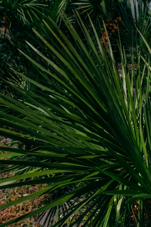 a fire hydrant sitting on the side of a road, an album cover, by Jan Tengnagel, unsplash, hurufiyya, tropical leaves, panorama, spiky, full frame image