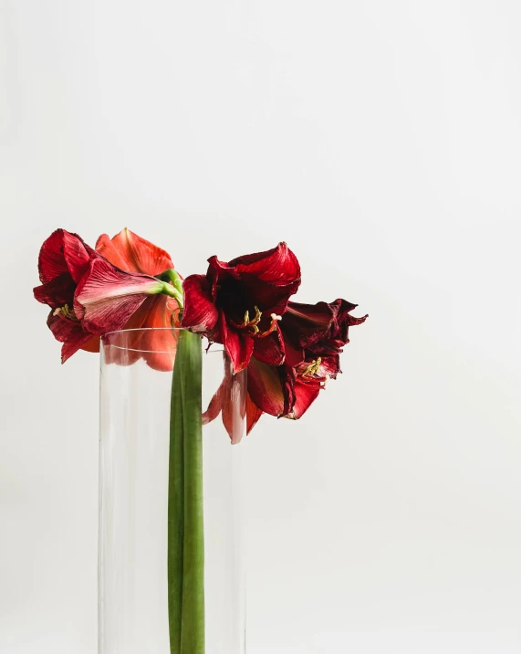 a close up of a vase with flowers in it, inspired by Robert Mapplethorpe, unsplash, red irises, on clear background, tall thin, product photo