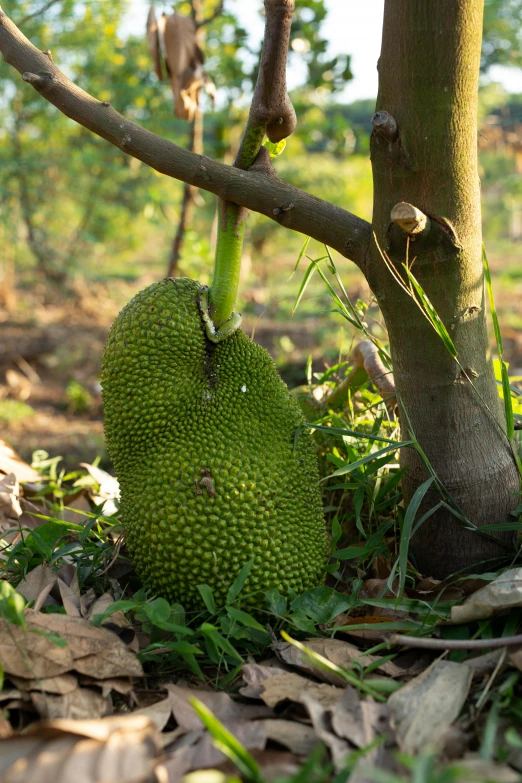 a fruit sitting on the ground next to a tree, long chin, up-close, lush, farms