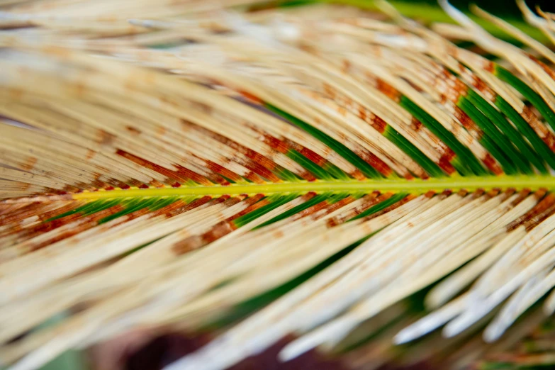 a close up of a leaf of a palm tree, by Jan Rustem, process art, samoan features, flax, colourful, dried palmtrees