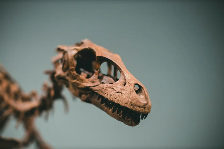 a close up of a skeleton of a dinosaur, trending on pexels, on grey background, 1/320, 🦩🪐🐞👩🏻🦳, family photo