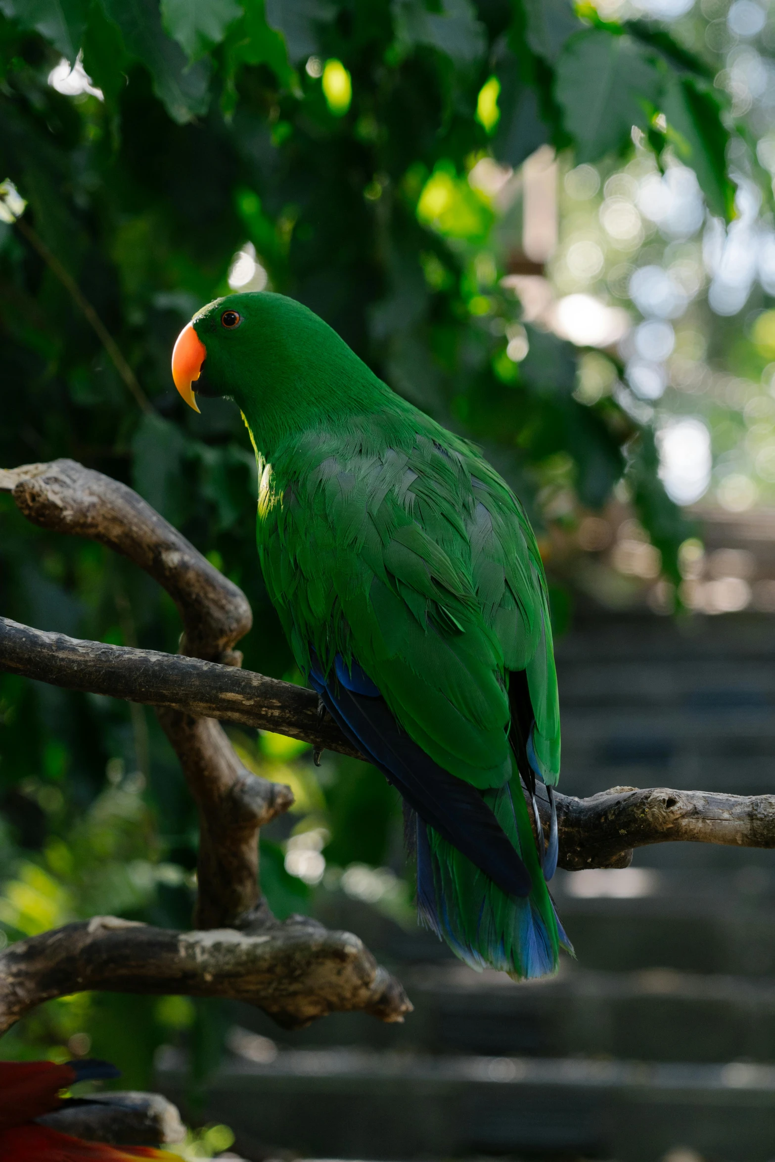 a couple of birds sitting on top of a tree branch, a portrait, pexels contest winner, hurufiyya, green mane, with a big parrot, thoughtful ), large)}]