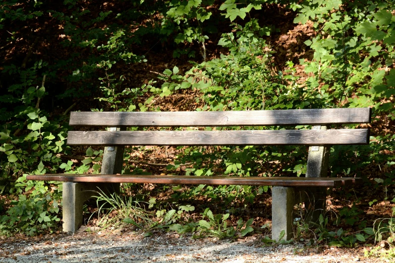 a wooden bench sitting in the middle of a forest, a portrait, unsplash, realism, miscellaneous objects, sunlit, gray, brown