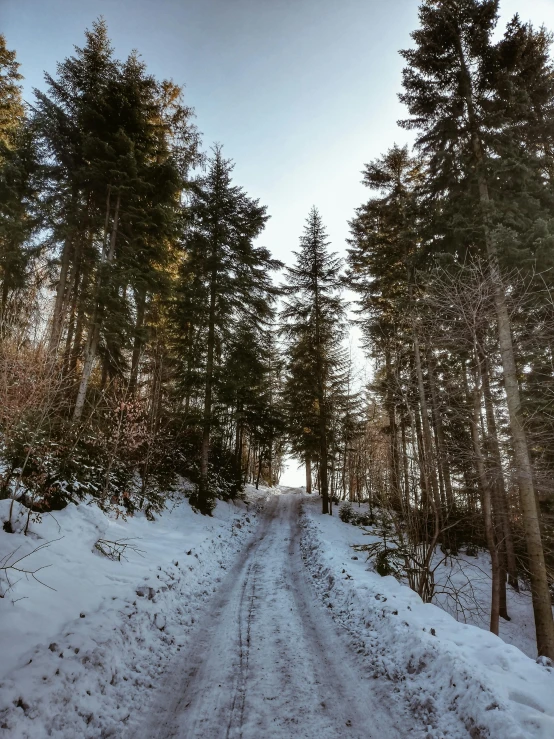 a dirt road in the middle of a snowy forest, photo of zurich, stood in a forest, with a tall tree, 🚿🗝📝