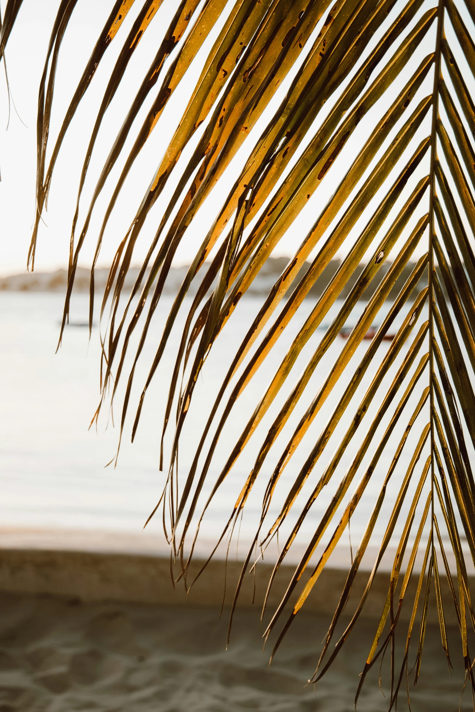 a close up of a palm leaf on a beach, palm trees outside the windows, subtle wear - and - tear, slide show, ocher details