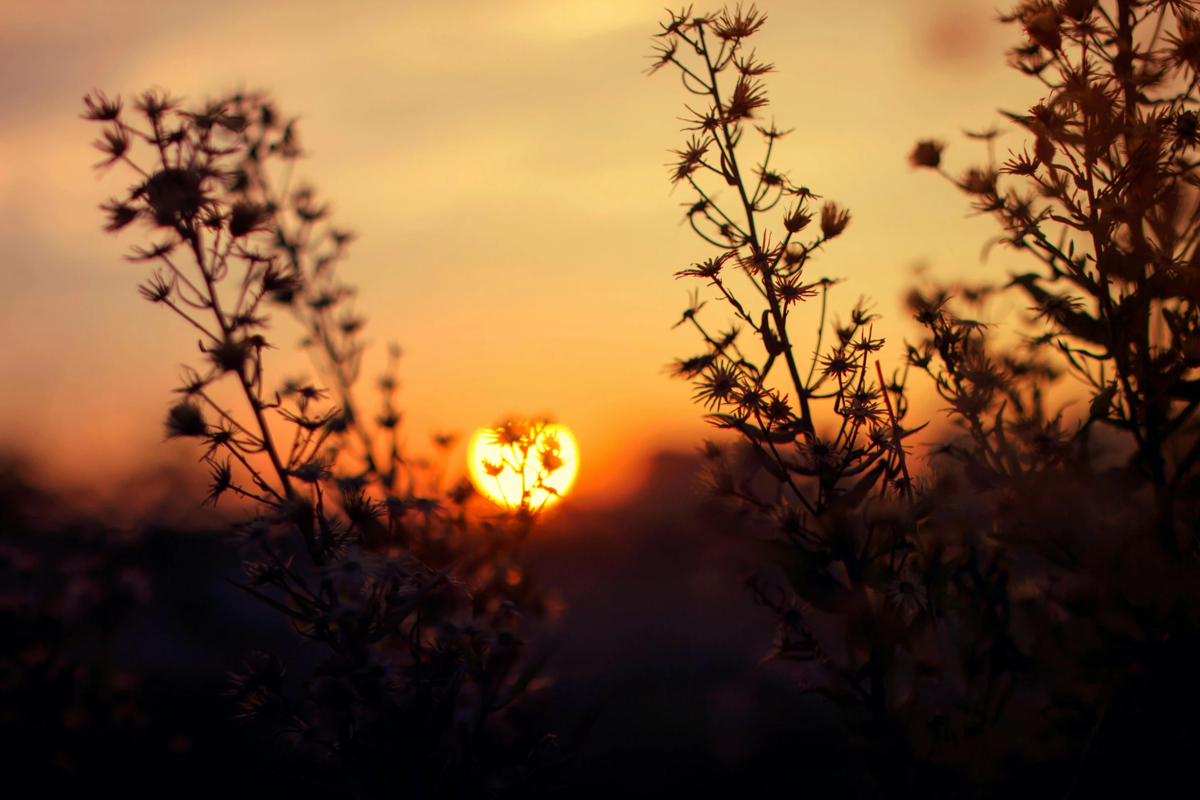 a close up of a plant with the sun in the background, by Niko Henrichon, pexels contest winner, romanticism, sunset in the distance, with soft bushes, two suns, night time