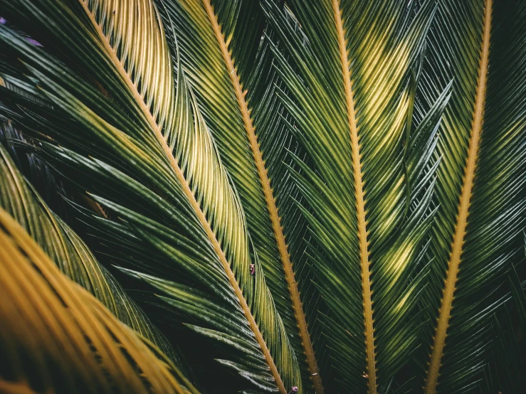 a close up of the leaves of a palm tree, inspired by Elsa Bleda, trending on unsplash, hurufiyya, 🦩🪐🐞👩🏻🦳, a pair of ribbed, an intricate, lo-fi