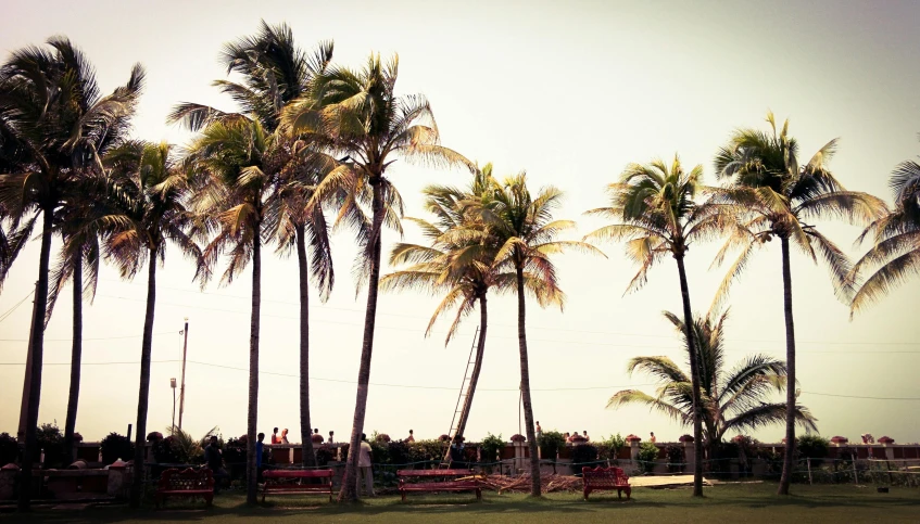 a group of palm trees sitting on top of a lush green field, a photo, standing near the beach, benches, miami, playground