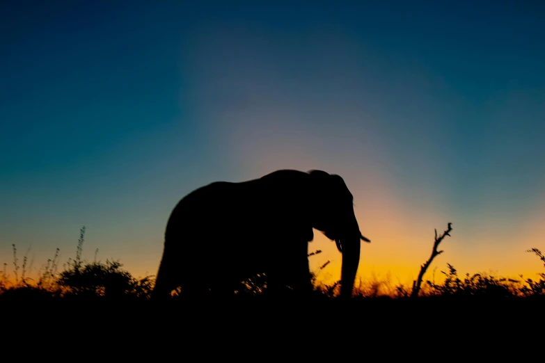 an elephant that is standing in the grass, by Matthias Weischer, pexels contest winner, minimalism, silhouette over sunset, slide show, low angle 8k hd nature photo, brightly lit