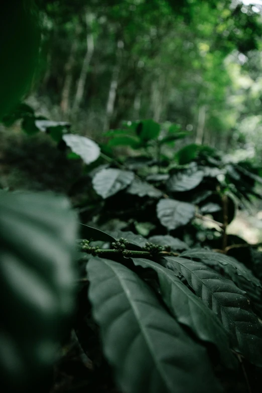 a man riding a horse through a lush green forest, inspired by Elsa Bleda, sumatraism, large leaves, cinematic shot ar 9:16 -n 6 -g, forest details, contain
