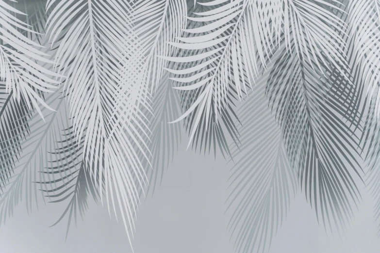 a black and white photo of palm leaves, light grey backdrop, background image, hd artwork