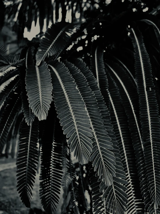 a black and white photo of a palm tree, unsplash, baroque, dark green leaves, ilustration, multiple stories, protophyta