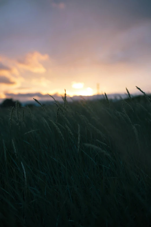 a field of grass with the sun setting in the background, by Niko Henrichon, unsplash, overcast skies, ultrawide cinematic, windswept, soft light - n 9