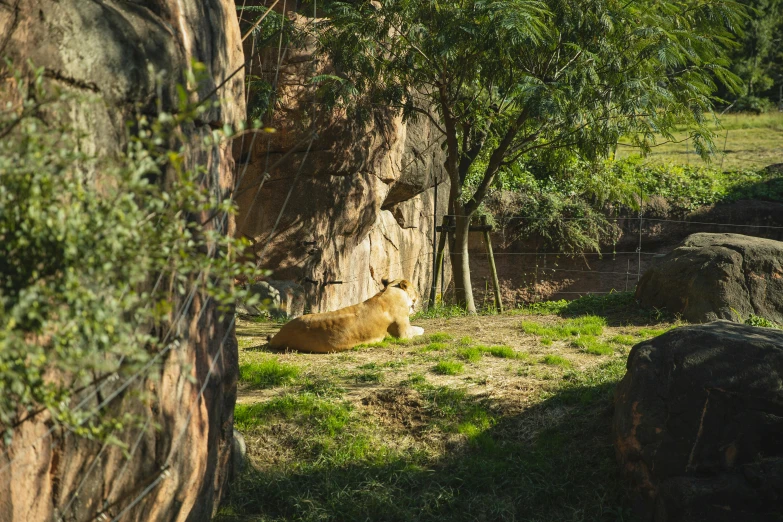 a bear that is laying down in the grass, a picture, unsplash, lion resting in the shade, in the zoo exhibit, in australia, boulders