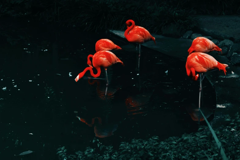 a group of flamingos standing in a body of water, a photorealistic painting, by Elsa Bleda, pexels contest winner, magic realism, red on black, 🦩🪐🐞👩🏻🦳, photography of enchanted forest, alessio albi