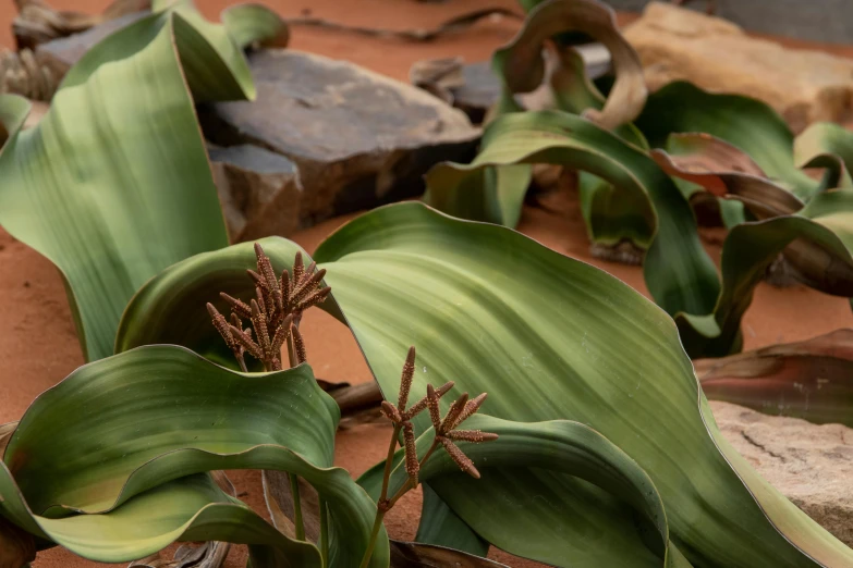 a plant that is growing out of the ground, inspired by Albert Namatjira, trending on pexels, australian tonalism, exotic lily ears, rusted panels, sandstone, twisting leaves