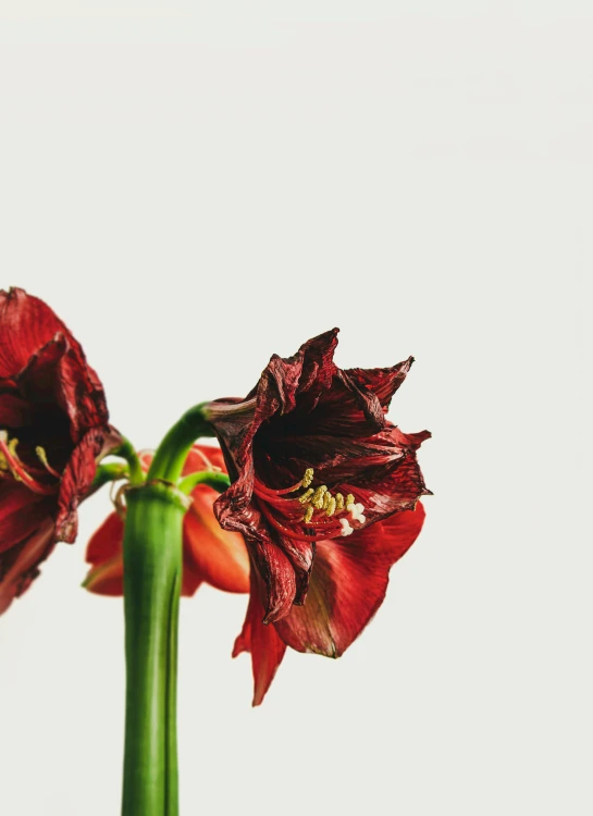 a close up of two red flowers in a vase, a still life, unsplash, withered, carnivorous plants, left profile, full product shot