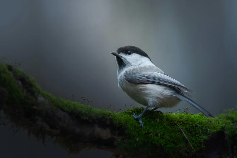 a small bird sitting on top of a moss covered branch, a portrait, inspired by Robert Bateman, pexels contest winner, light grey mist, computer wallpaper, portrait of a small