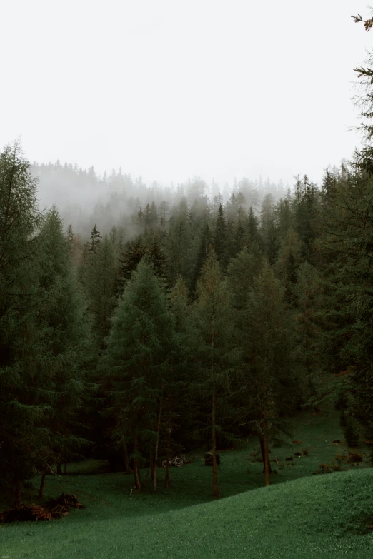 a herd of cattle grazing on a lush green hillside, a picture, unsplash contest winner, in a foggy redwood forest, dolomites, ((forest)), overcast mood