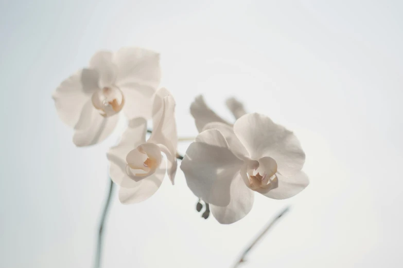 a close up of two white flowers in a vase, an orchid flower, slightly minimal, shot with sony alpha 1 camera, white backdrop