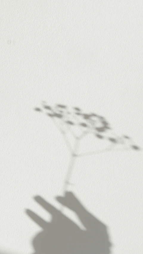 a shadow of a person holding a flower, by Awataguchi Takamitsu, conceptual art, 70mm film screenshot, sparse plants, single tree, ansel ]