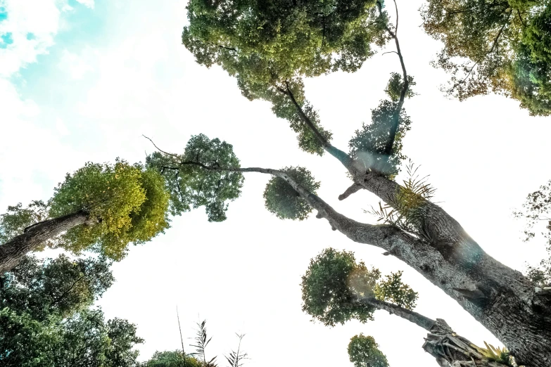 a group of trees that are next to each other, unsplash, photorealism, fisheye photo, with branches! reaching the sky, eucalyptus, ((trees))