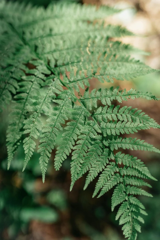 a close up of a fern leaf in a forest, hemlocks, terracotta, lush surroundings, sage green