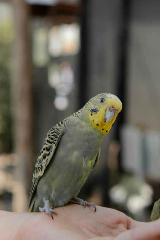 a close up of a person's hand holding a bird, smirking, yellow, australian, on display