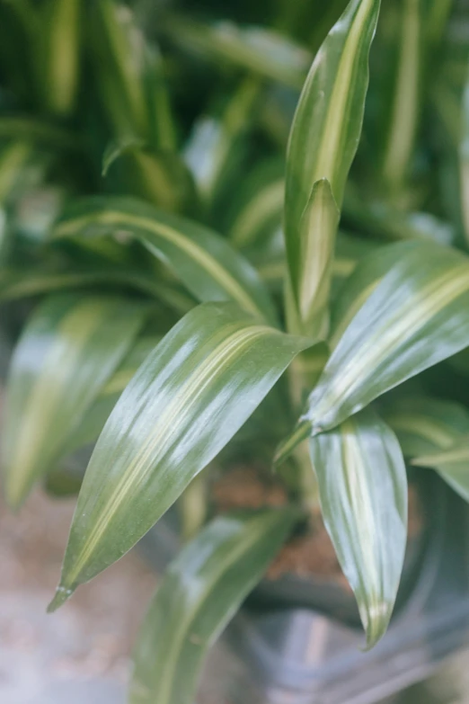 a close up of a plant in a pot, large cornicione, metallic flecks, lush green, striped