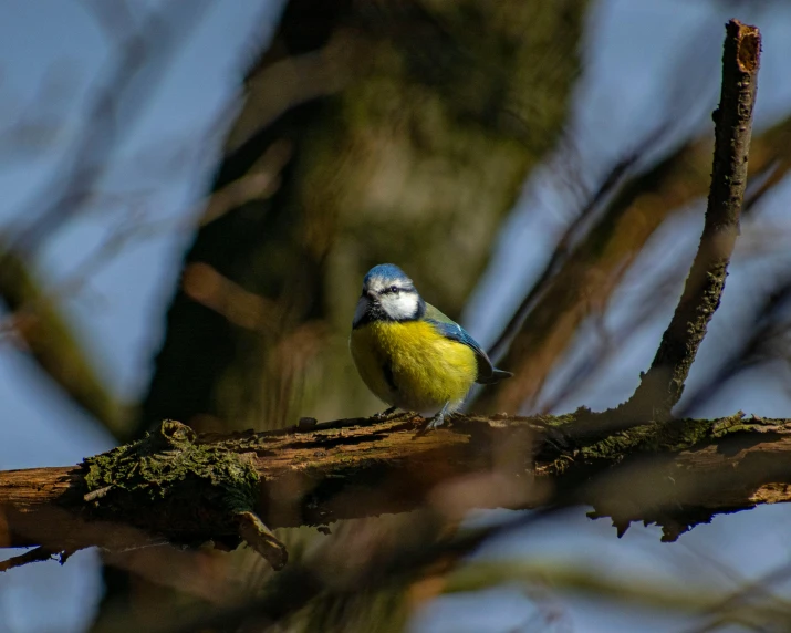 a blue and yellow bird perched on a tree branch, by Jan Tengnagel, pexels contest winner, renaissance, high quality photo, paul barson, a wooden, sitting in a tree