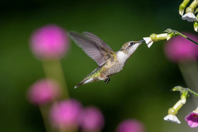 a hummingbird in flight with flowers in the background, by Jim Nelson, pexels contest winner, fairy dust in the air, drinking, on a gray background, pink white and green