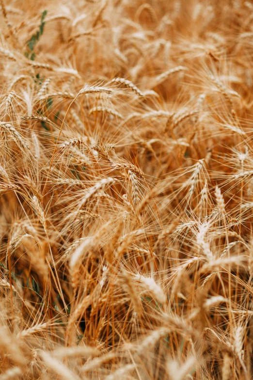 a field of ripe wheat on a sunny day, by David Garner, trending on unsplash, full frame image, digital image, loosely cropped, orange grass