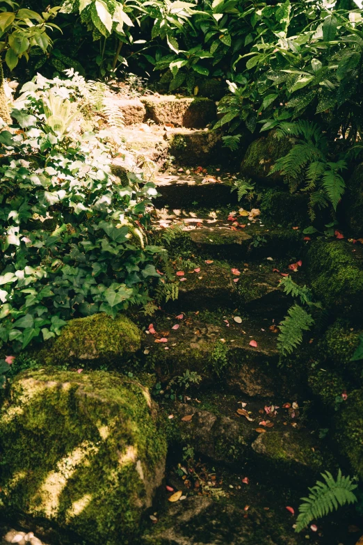 a path in the middle of a lush green forest, an album cover, inspired by Elsa Bleda, unsplash, renaissance, stone steps, lush garden leaves and flowers, mossy, photo taken on fujifilm superia