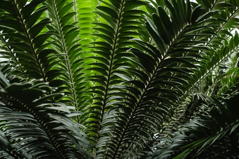 a close up of a plant with lots of green leaves, by Frederik Vermehren, hurufiyya, tropical palms, waving, really long, plant armour