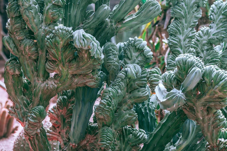 a close up of a cactus plant in a pot, inspired by Edward Weston, unsplash, art nouveau, romanesco broccoli, battered, trees growing on its body, verdigris