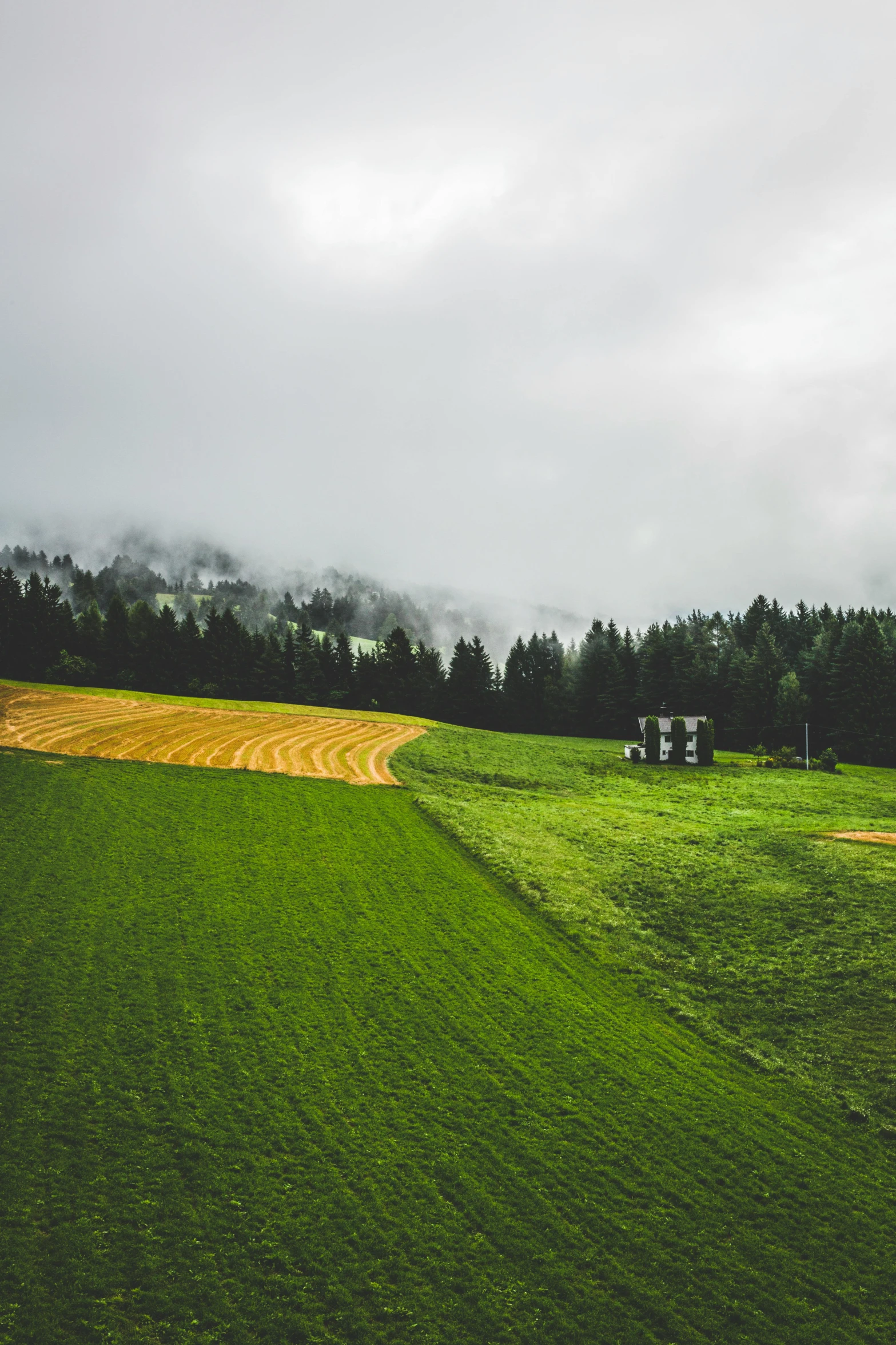 a field of green grass with trees in the background, a picture, by Sebastian Spreng, pexels contest winner, land art, switzerland, low clouds after rain, farming, a high angle shot