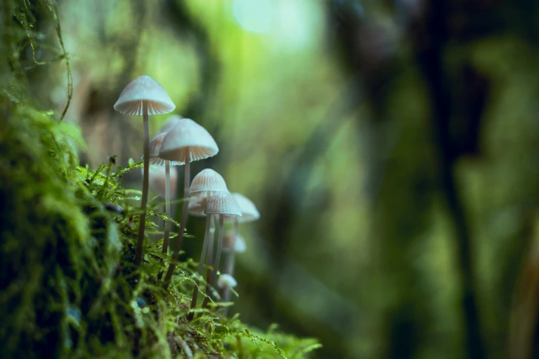 a group of mushrooms sitting on top of a moss covered tree, a macro photograph, by Elsa Bleda, unsplash, fan favorite, fractal forest, in a row, forest ray light