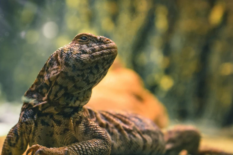 a close up of a lizard on a rock, pexels contest winner, sumatraism, giant dragon resting in a cave, 🦩🪐🐞👩🏻🦳, warm coloured, snake oil skin