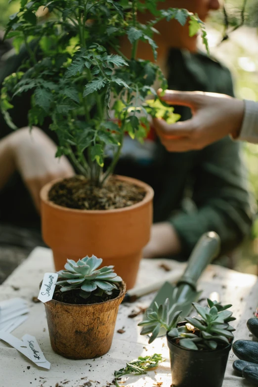 a group of people sitting around a table with potted plants, forest details, gardening, terracotta, no cropping