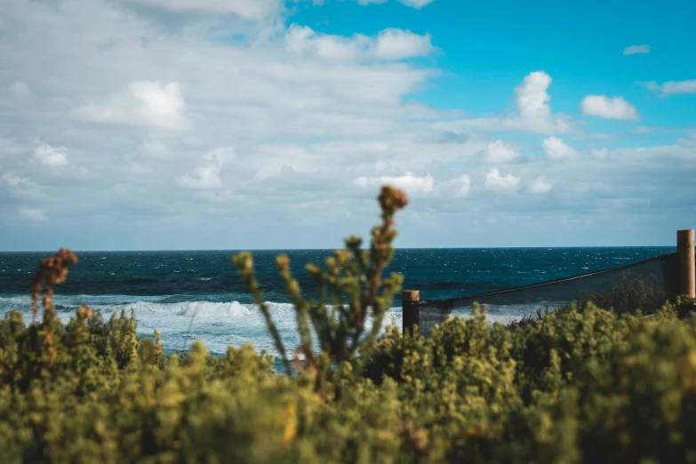 a view of the ocean from the top of a hill, pexels contest winner, thick bushes, ocean spray, low angle shot, landscape photo-imagery