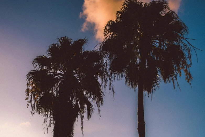 a couple of palm trees sitting next to each other, an album cover, unsplash, aestheticism, evening sky, profile image, palm springs, subtle detailing