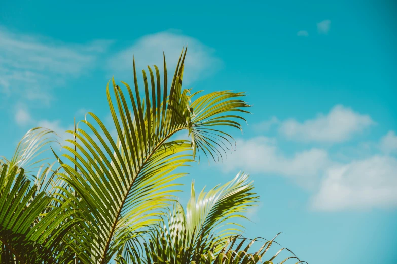 a palm tree in front of a blue sky, unsplash, chartreuse and orange and cyan, tree ferns, heat wave, today\'s featured photograph 4k