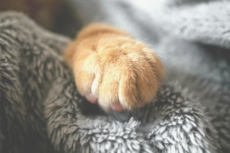 a close up of a cat's paw on a blanket, unsplash, light brown fur, the microchip, instagram picture, nugget