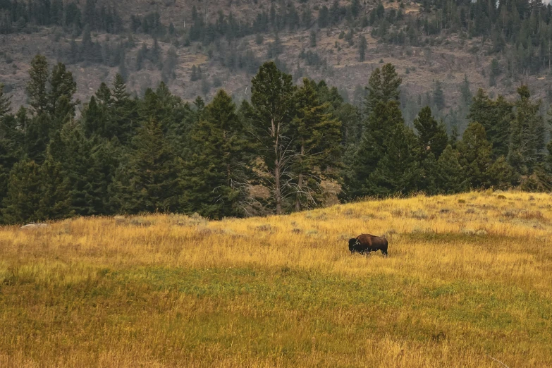 a brown bear standing on top of a grass covered field, trees in the grassy hills, hunting buffalo, unsplash photography, wyoming