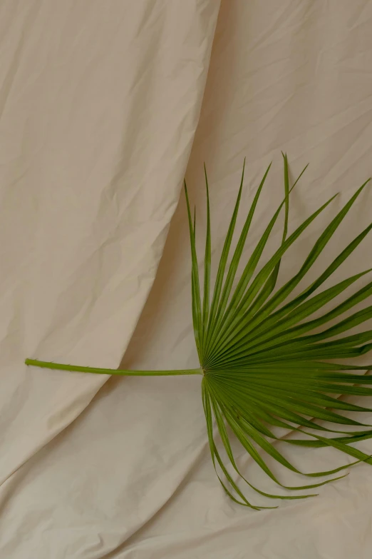 a green leaf laying on top of a white sheet, visual art, light tan, palm tree, plastic and fabric, studio backdrop